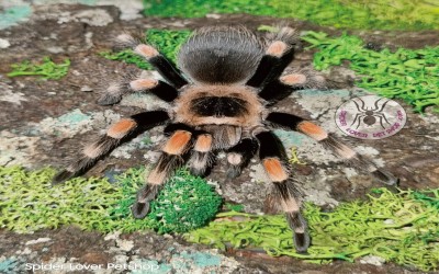B hamorii female 7 cm tarantula